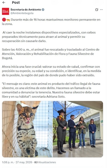 El ocelote fue valorado luego de ser atrapado, confirmó Adriana Soto, la secretaria de Ambiente de Bogotá - crédito @Ambientebogota/X