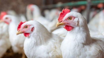 Honduras declaró la emergencia sanitaria por influenza aviar de alta patogenicidad en aves de traspatio por 180 días.