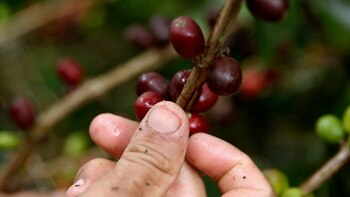 Producción de café de Colombia