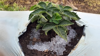 El ingeniero mexicano desarrolló un