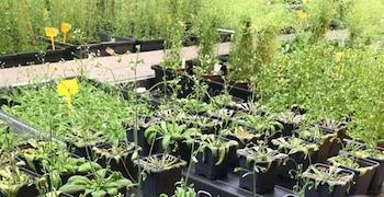 En la imagen, ejemplares de Arabidopsis thaliana en el laboratorio del Instituto de Química Física Blas Cabrera (IQF) del Consejo Superior de Investigaciones Científicas (CSIC).Imagen cedida por el CSIC (EFE)
