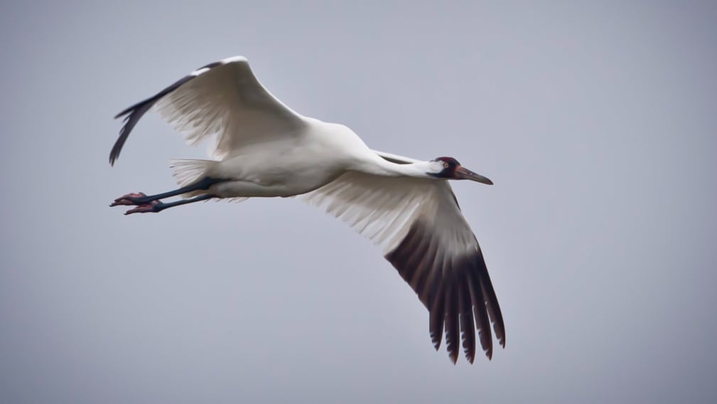 La pérdida de especies de mayor tamaño implica la desaparición de funciones clave, como la dispersión de semillas y el control de plagas (USDA)
