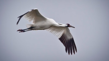 El regreso del ave más