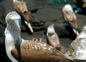Un grupo de aves conocidas como "piqueros patas azules" fue registrado en las ecuatorianas Islas Galápagos. EFE/Guillermo Legaria/Archivo