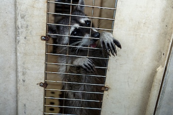 Un mapache fue localizado por