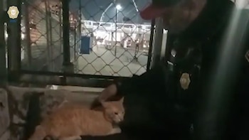 El felino anaranjado recibió cobijo