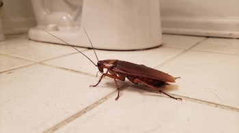 Una cucaracha marrón sobre baldosas claras en el piso de un baño frente a la base de un inodoro blanco.
