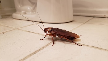 Cucarachas en el baño: qué hacer si encuentras una y cómo evitar que salgan más