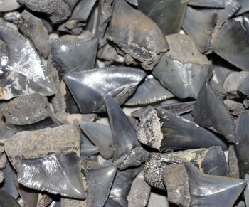 11-08-2021 Dientes de tiburón del