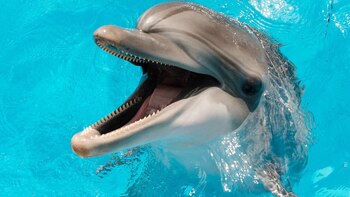 5 comportamientos sorprendentes de los