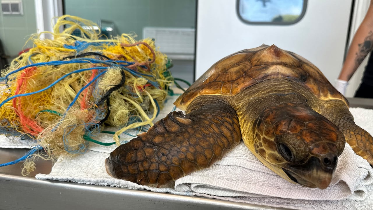 Las tortugas pueden quedar enredadas en artes de pesca o basura marina. (CRAM)