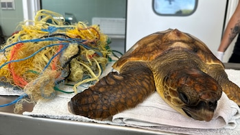 La mayor amenaza de las tortugas marinas del Mediterráneo está en el agua: la contaminación por plástico compromete su supervivencia