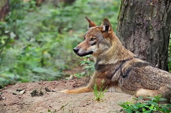 Un perro de pelaje marrón y gris yace sobre la tierra junto al tronco de un árbol rodeado de plantas