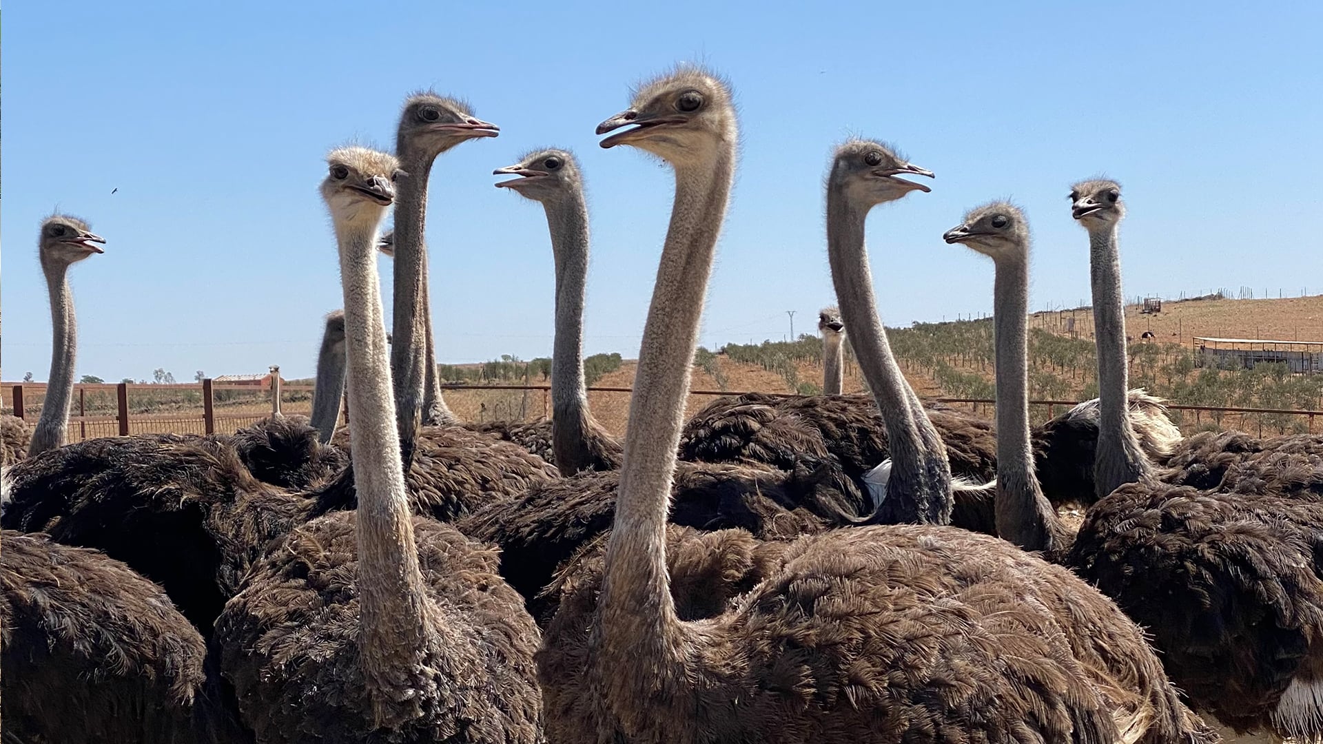 La granja mantiene una ganadería de unos doscientos animales de cebo y alrededor de doscientos cincuenta reproductores.