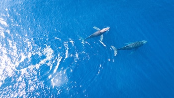 Esta actividad se realiza con