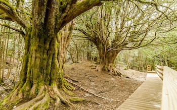 Bosque de Tejedelo, en Zamora (Adobe Stock).