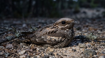Un ave de plumaje pardo moteado descansa sobre un suelo con piedras pequeñas y ramas secas en un entorno nocturno.