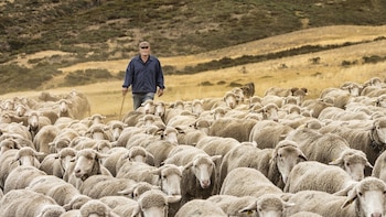 Se buscan pastores para proteger a las ovejas de los osos: sueldo de 2.000 euros y una jornada de 20 días al mes