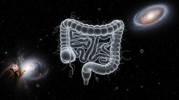 Qué le pasa al intestino de los astronautas en el espacio: el hallazgo de la NASA