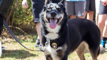 Aunque ya no se encuentre