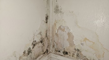 Vista cercana de una esquina de pared interior blanca severamente afectada por humedad, con grandes áreas de moho negro y pintura descascarada y manchada.