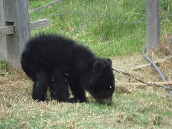El oso andino Tamá fue