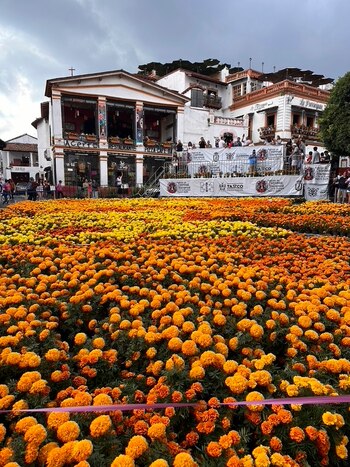 Un campo extenso de flores de cempasúchil de color naranja y amarillo en primer plano, con edificios blancos y personas en un evento al fondo bajo un cielo nublado