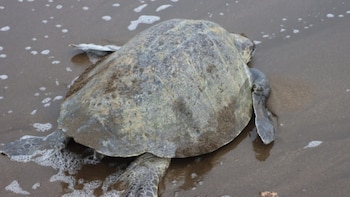 Panamá inicia el Mes de los Océanos con monitoreo de tortugas marinas, restauración de manglares y jornadas de limpieza