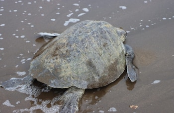 Autoridades instalaron el Comité Nacional para la Protección, Conservación y Manejo Sostenible de las Tortugas Marinas, orientado a impulsar acciones para la conservación de estas especies en Panamá. (MiAmbiente)