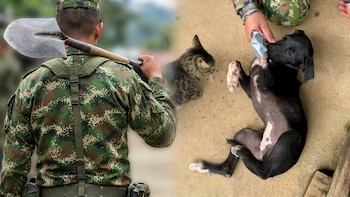 Soldado maltrató a un perro con una pala en base del Ejército: evacuaron al animal en avión para salvarle la vida
