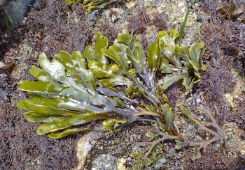 Así se ve la planta