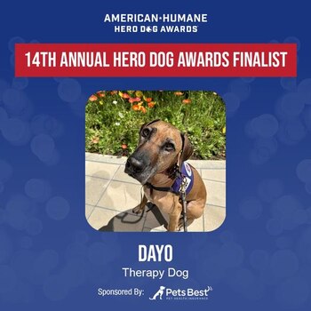 Dayo Therapy / Guide dog