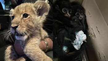 Rescataron a un cachorro de