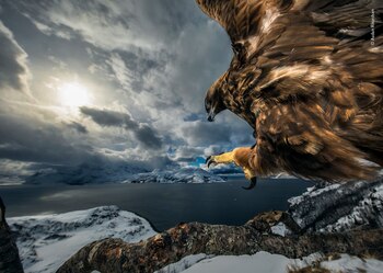© Audun Rikardsen - Wildlife