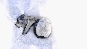 El descubrimiento del lago Roopkund