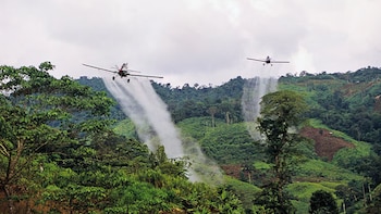 Gobierno de Abelardo de la Espriella iniciará un plan piloto para retomar la fumigación aérea de coca sin glifosato: en qué consiste