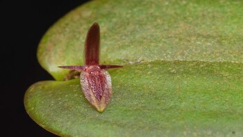 Orquídeas descubiertas en Colombia tendrán