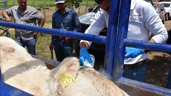 Las autoridades federales atienden al ganado infectado con gusano barrenador en Chihuahua.
Crédito: X/ @QuadratinMexico