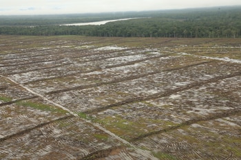 Los humedales panameños enfrentan presiones