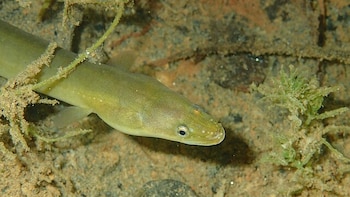 Ejemplar de anguila europea. (jujurenoult/Wikimedia