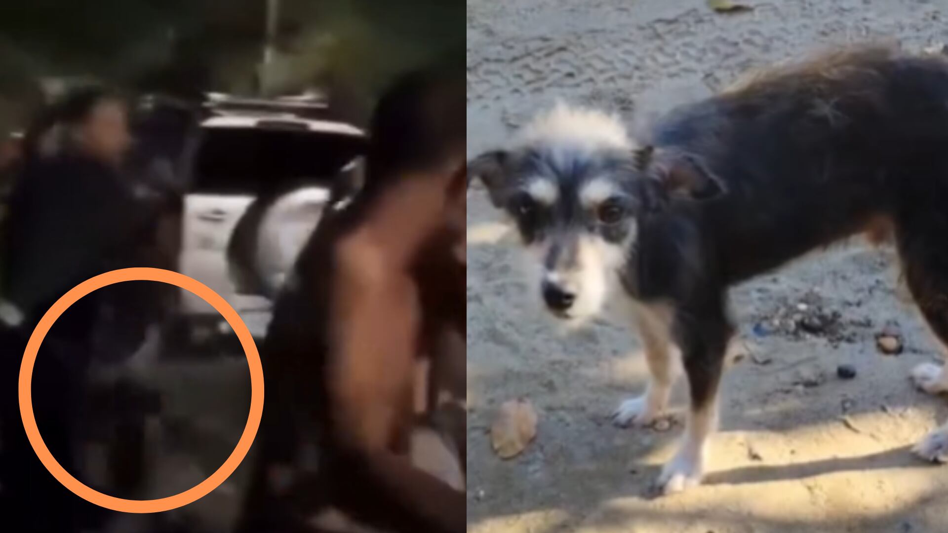 Senadora Andrea Padilla anunció denuncia contra “cavernícola” que usó a perrito “como arma” para golpear a otro hombre