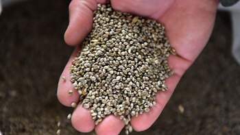 Descrea de publicidad: semillas de