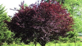Este árbol frutal es perfecto para jardines pequeños, pero debes tener cuidado con sus raíces