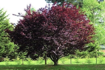 Árbol ornamental