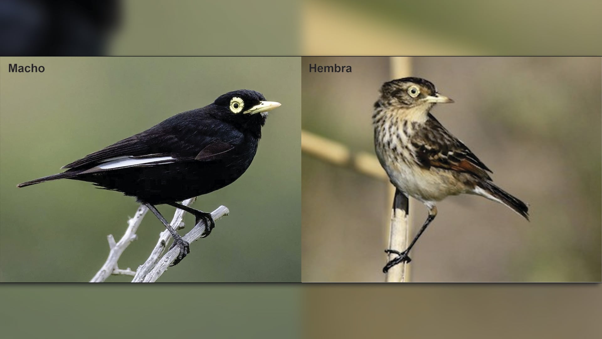 Un nuevo estudio científico confirma que la cobertura de pastos altos pampeanos es esencial para la supervivencia de aves amenazadas en Argentina (eBird Argentina)