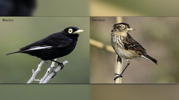 Primer plano de dos aves sobre un fondo borroso: un macho negro con ojos amarillos a la izquierda, y una hembra parda y rayada con ojos claros a la derecha