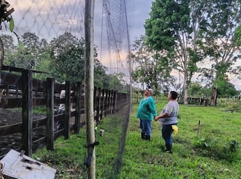Autoridades pecuarias colocan mallas para atrapar a los murciélagos hematófagos. (MIDA)