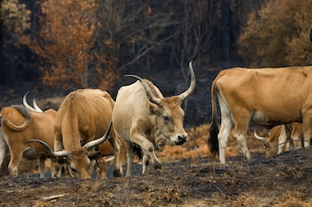 Varias vacas en terrenos calcinados de la ganadería de alta montaña de Mario Nogueira, a 29 de agosto de 2025, en Quiroga, Lugo, Galicia (España). (Carlos Castro/Europa Press)
