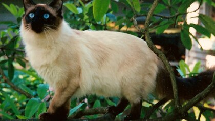 Razas de gatos: todo lo que tienes que saber sobre el Balinés