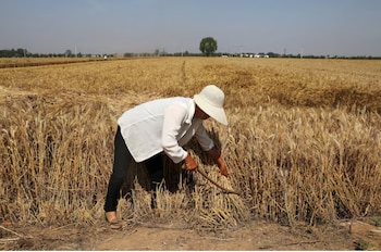 El volumen de trigo producido